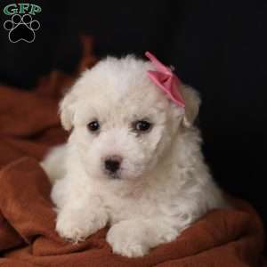 Brianna, Bichon Frise Puppy